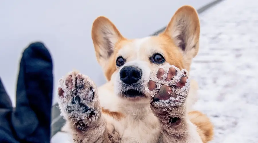 Patas de entrenamiento para perros pequeños con revestimiento rojo