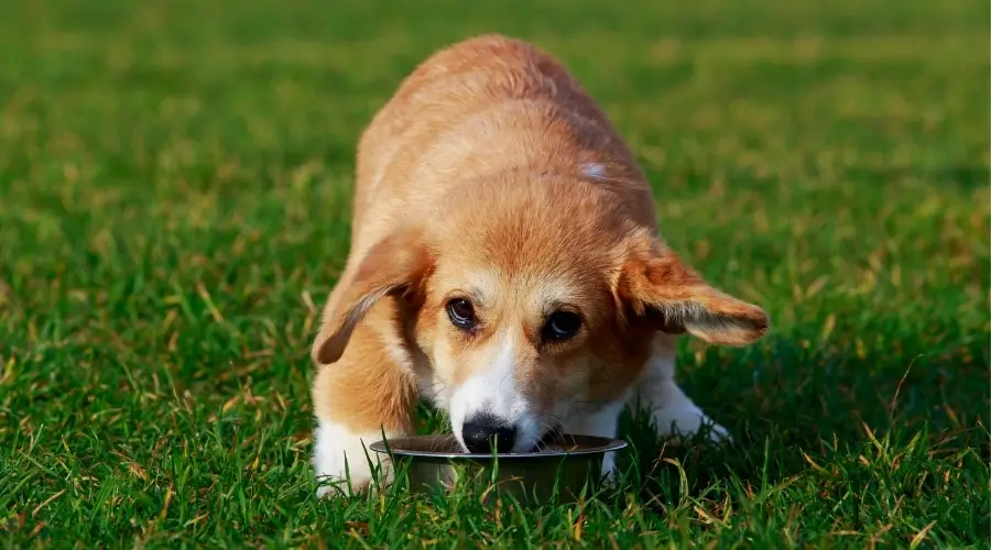 Corgi comiendo comida para perros