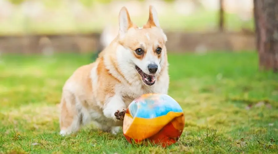 Perro pequeño jugando con una pelota vieja afuera