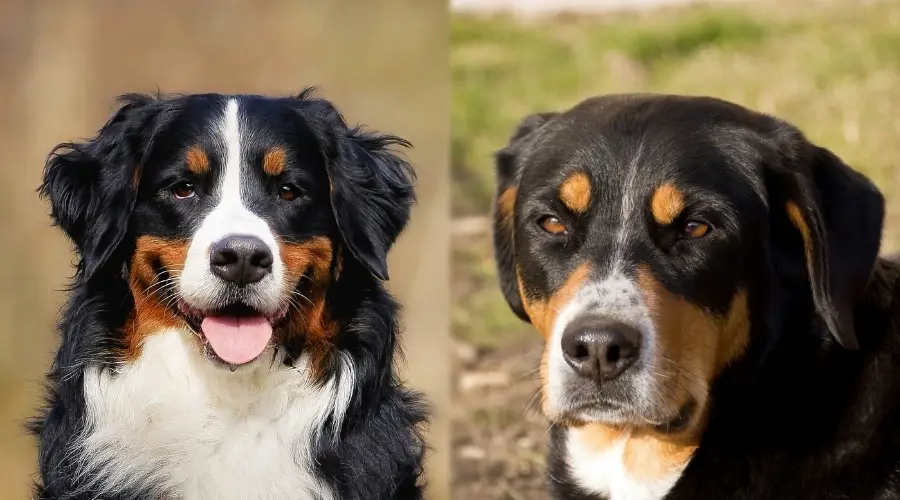 Perros de montaña al aire libre