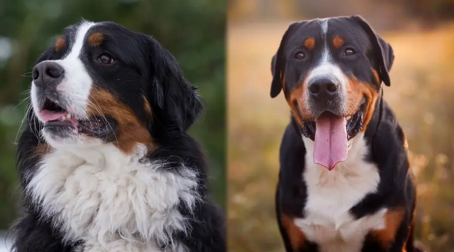 Bernese y Gran Suiza jugando al aire libre