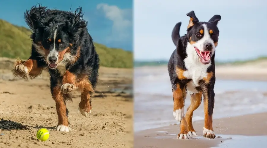 Berner y Swissy jugando