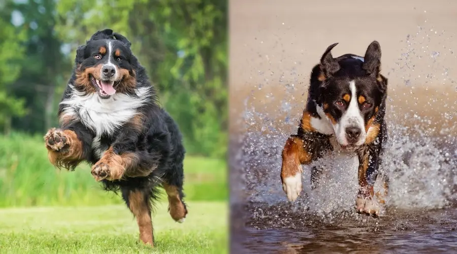 Dos perros afuera corriendo rápidamente