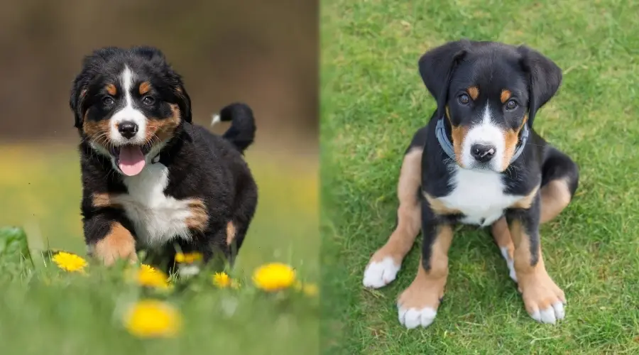 Cachorros de perro de montaña