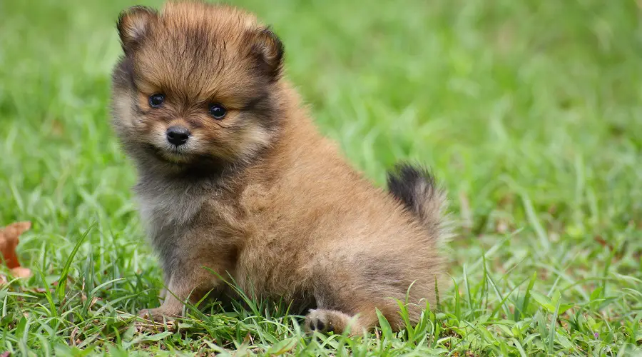 Cachorro Pomerania Taza De Té