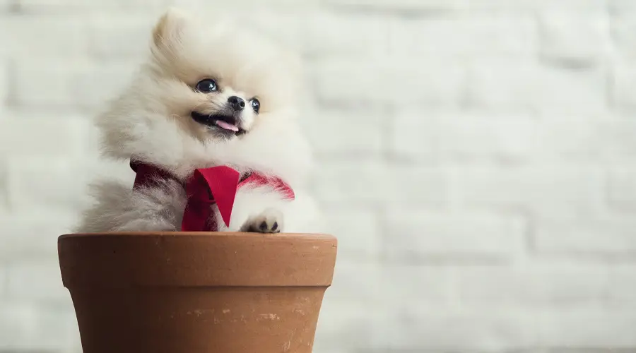 Taza de té Pomerania en olla