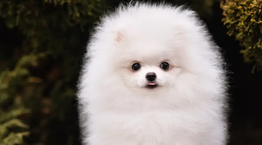 Taza de té Pomerania bata blanca