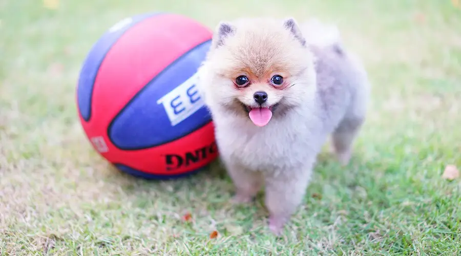 Taza de Té Pomerania con Bola