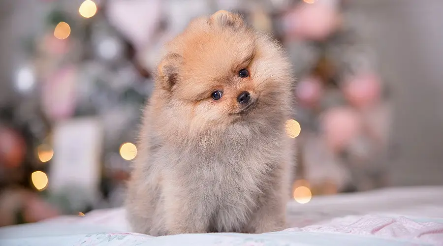 Cachorro sano de Pomerania de taza de té