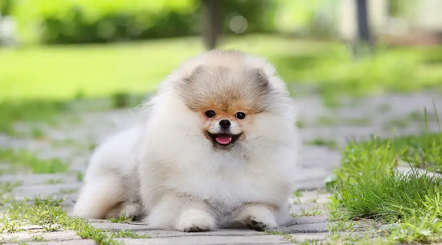 Taza De Té Pomerania Comiendo Alimentos