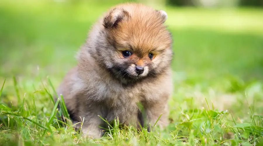 Entrenamiento del Pomerania en taza de té desde cachorro