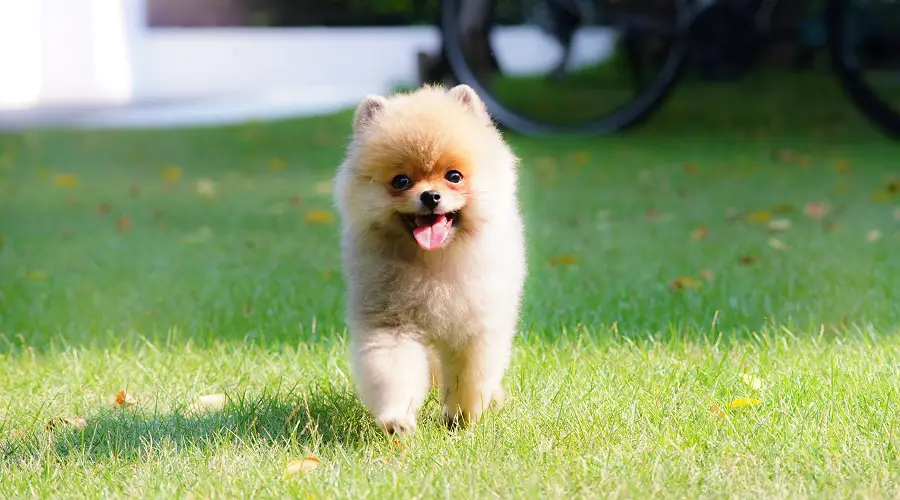 Taza de té Pomerania haciendo ejercicio