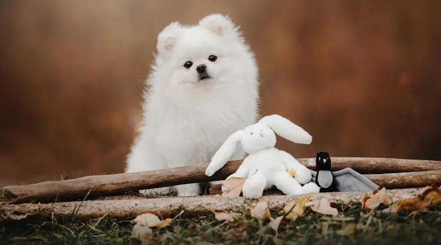 Pomerania taza de té que necesita cuidados