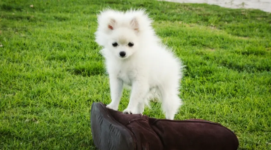 Pequeño cachorro blanco en una bota