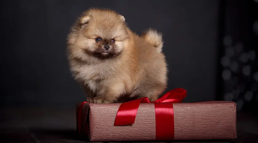 Cachorro con pompón de taza de té