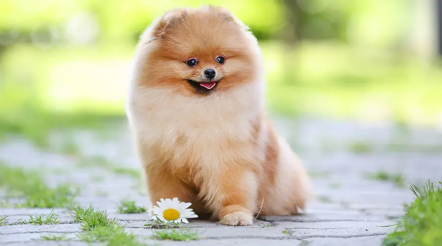 Mascota de la familia Teacup Pom