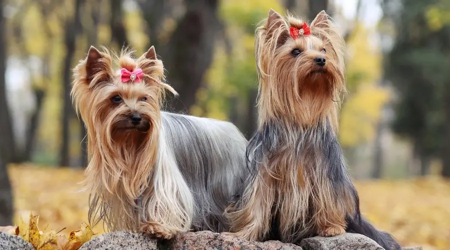 Dos perros con lazos rojos al aire libre