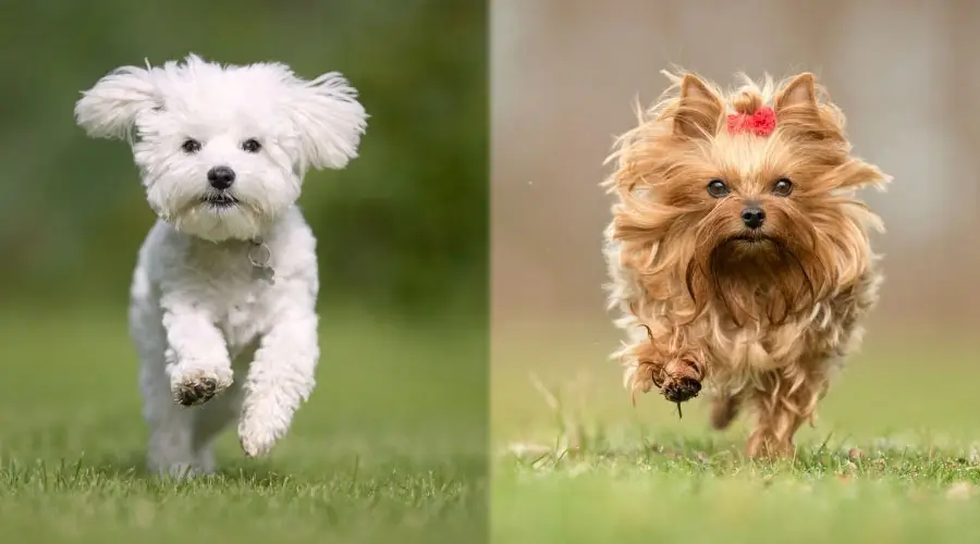 Perros corriendo afuera en la hierba