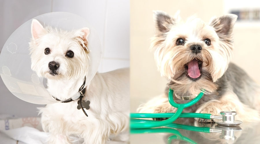 Perros jóvenes en el veterinario