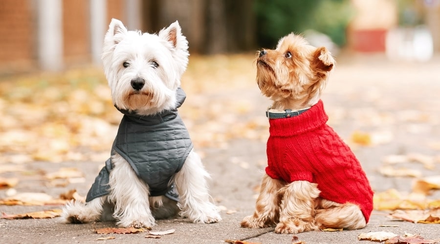 Dos perros con chalecos en un día de otoño