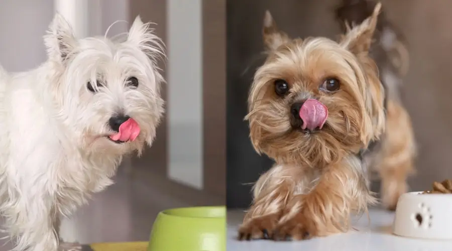 Perros lamiéndose los labios junto a los tazones para perros