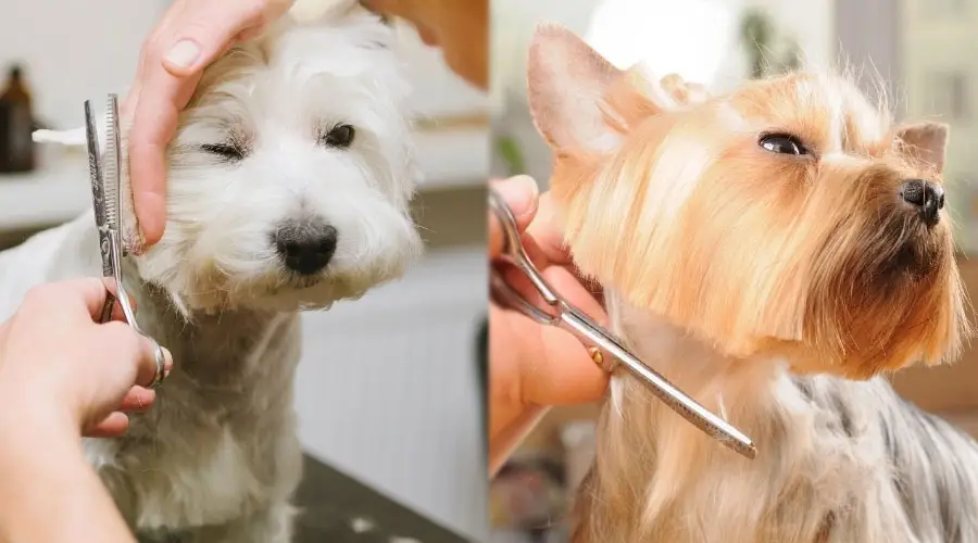 Perros que reciben un corte de pelo