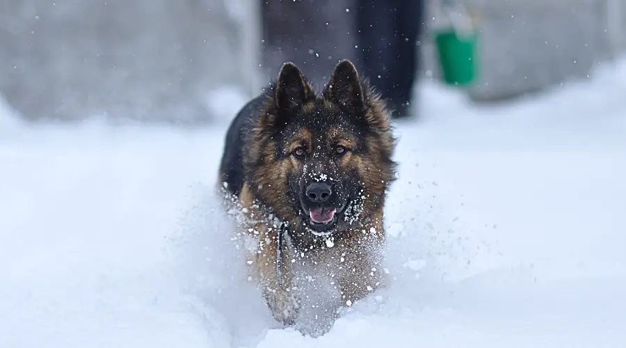 Pastor alemán corriendo en la nieve