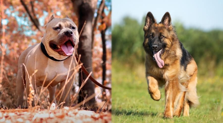 Perros sanos caminando afuera