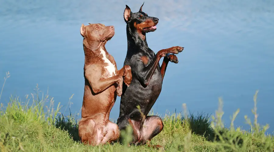 Temperamento de Doberman y Pitbull