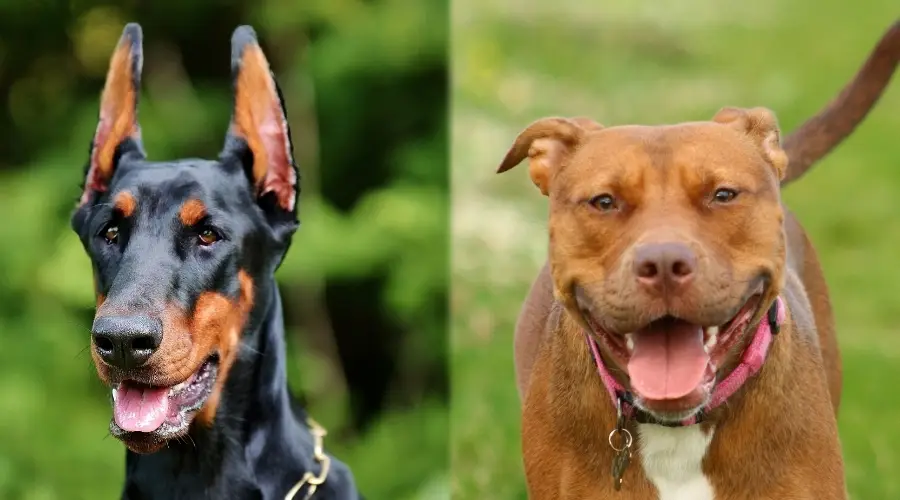 Dos perros en entrenamiento al aire libre en hierba verde