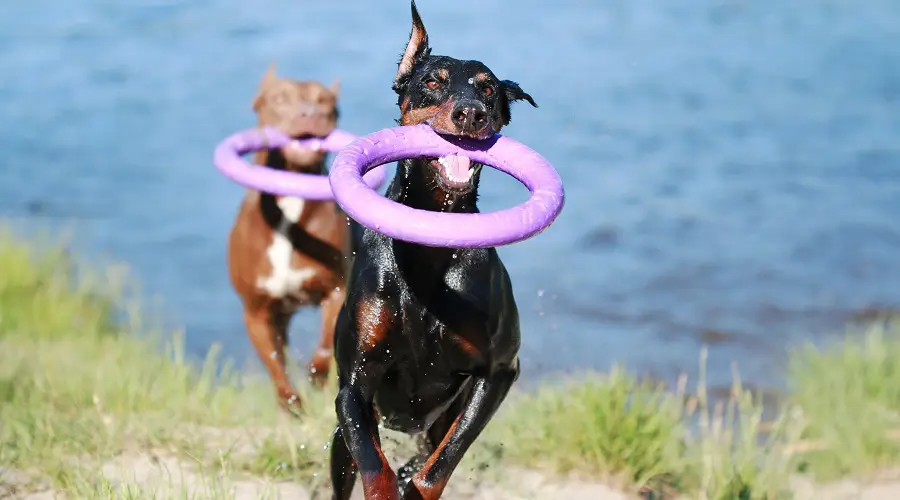 Requisitos de ejercicio de Pitbull vs Doberman