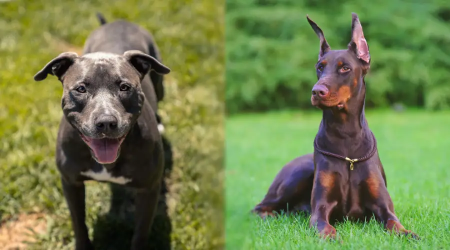 Cuidado de Pitbull vs Doberman