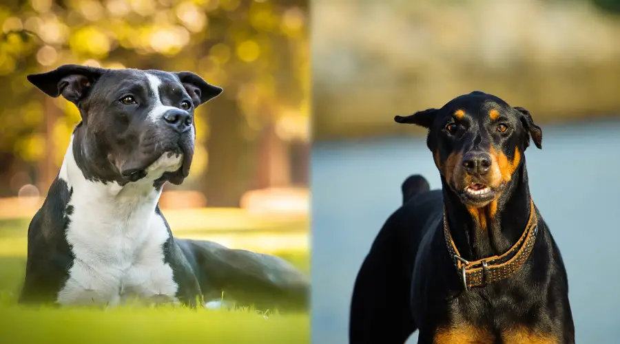 Pitbull vs Doberman Salud