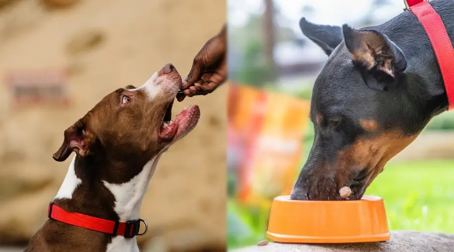 Dos perros comiendo comida de un tazón y un humano