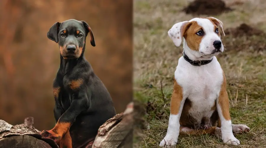 Dos pequeños cachorros en la hierba