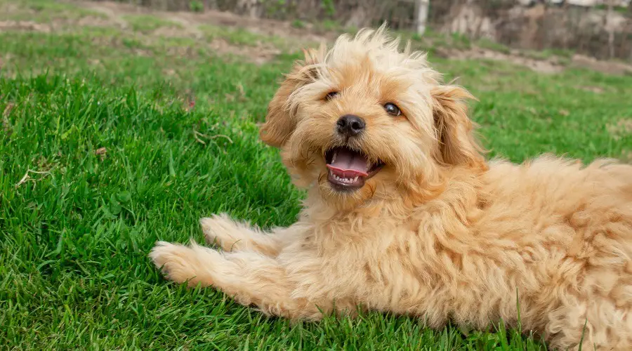 Raza mezcla de Yorkie dorado