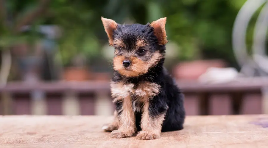 yorkie Chapa