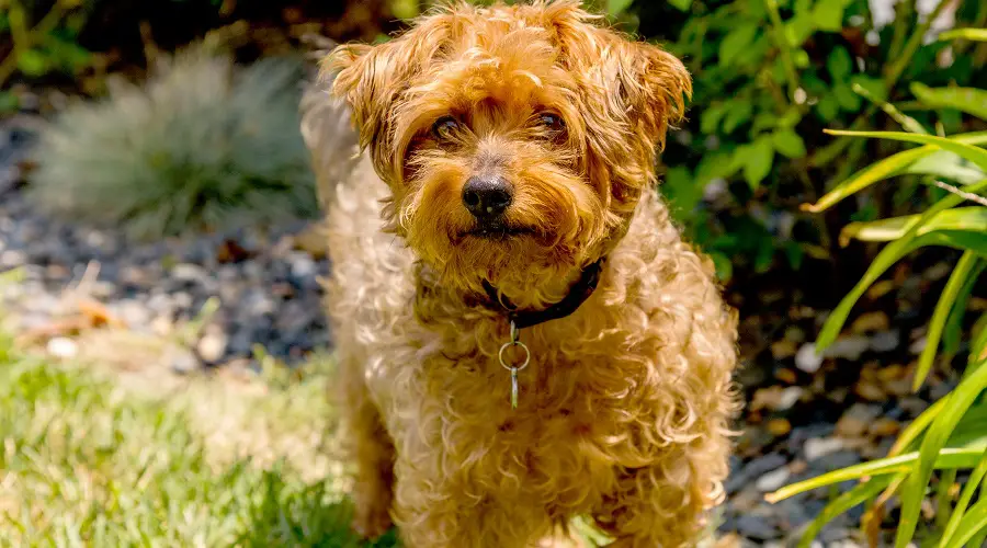 Yorkipoo