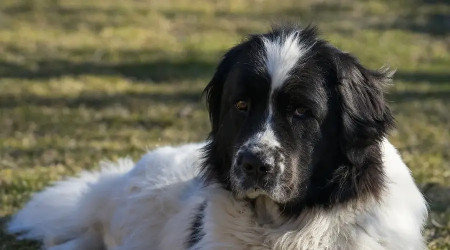 San Bernewfie en hierba