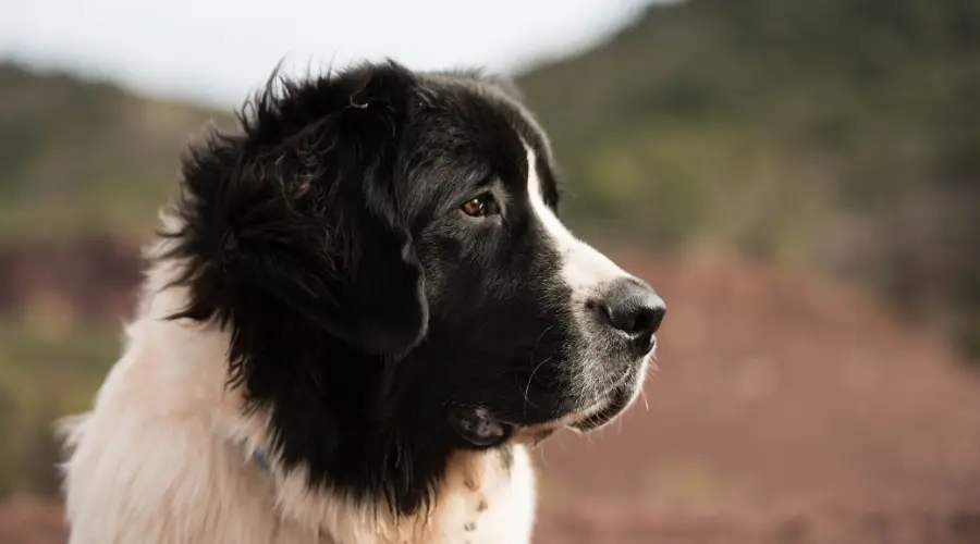 Perro mezcla de Terranova San Bernardo