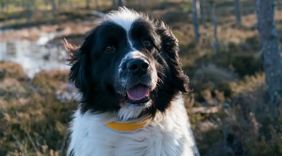 Saint Bernewfie en un campo cerca del agua