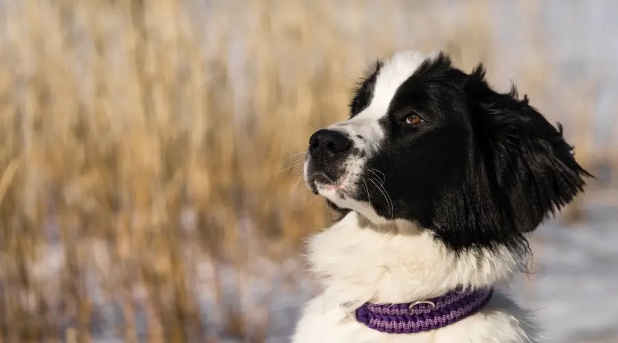 Perro San Bernewfie en la nieve