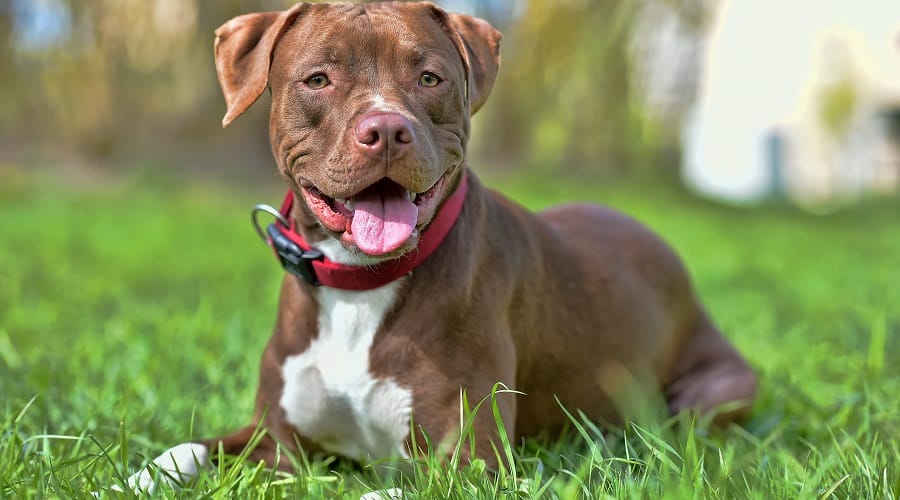 terrier pitbull americano