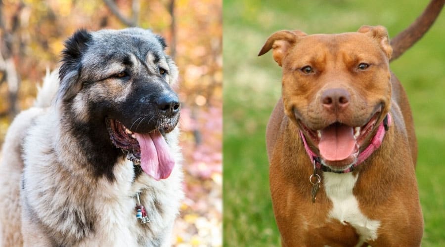 Perros felices con la lengua fuera