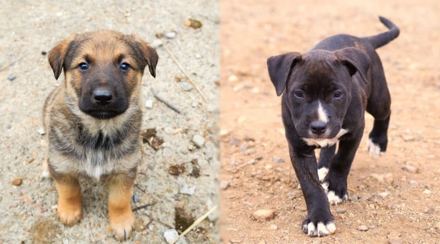 lindos cachorros de perros