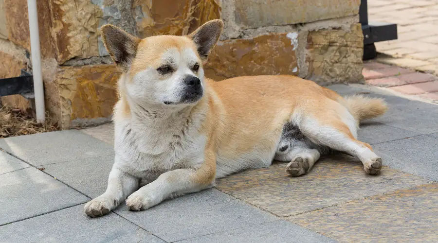 shiba-chi
