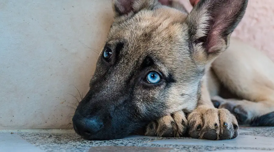 Husky Malinois