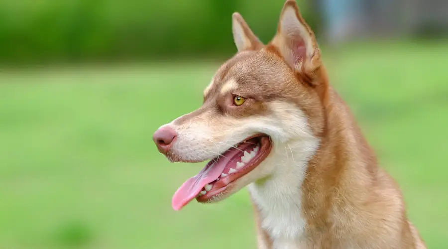 Perro de raza mixta Husky Corgi en hierba