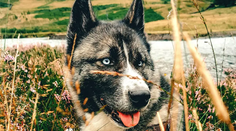 Perro de raza mixta Huskita