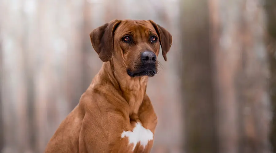 Ridgeback en el bosque